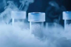 BLUUM WJ+™ Stem Cells